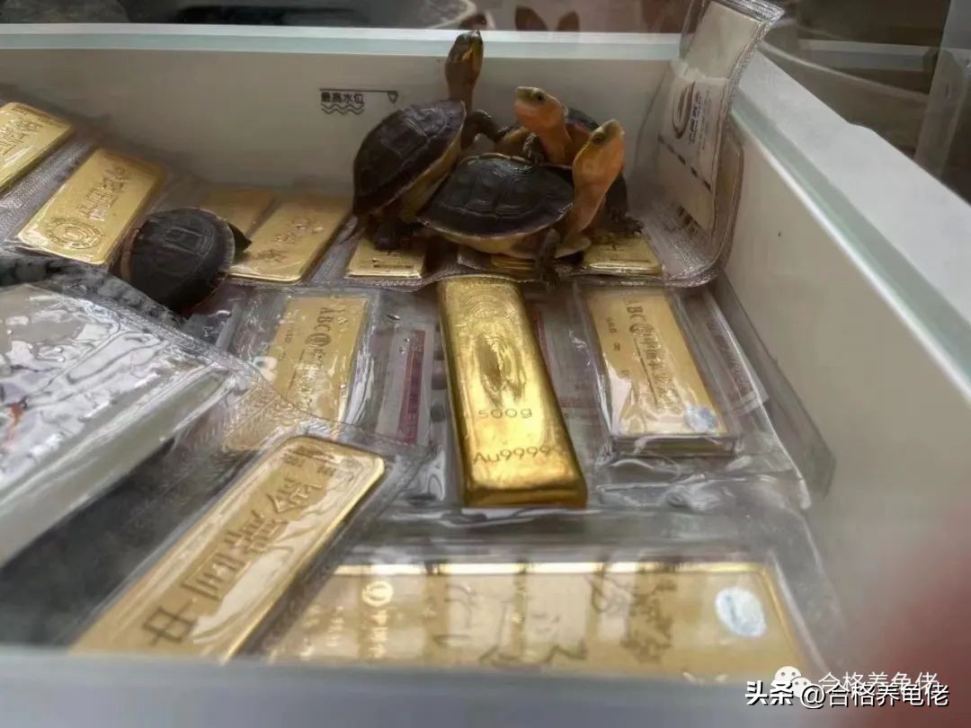 秋冬季养龟注意事项,换季养宠有哪些