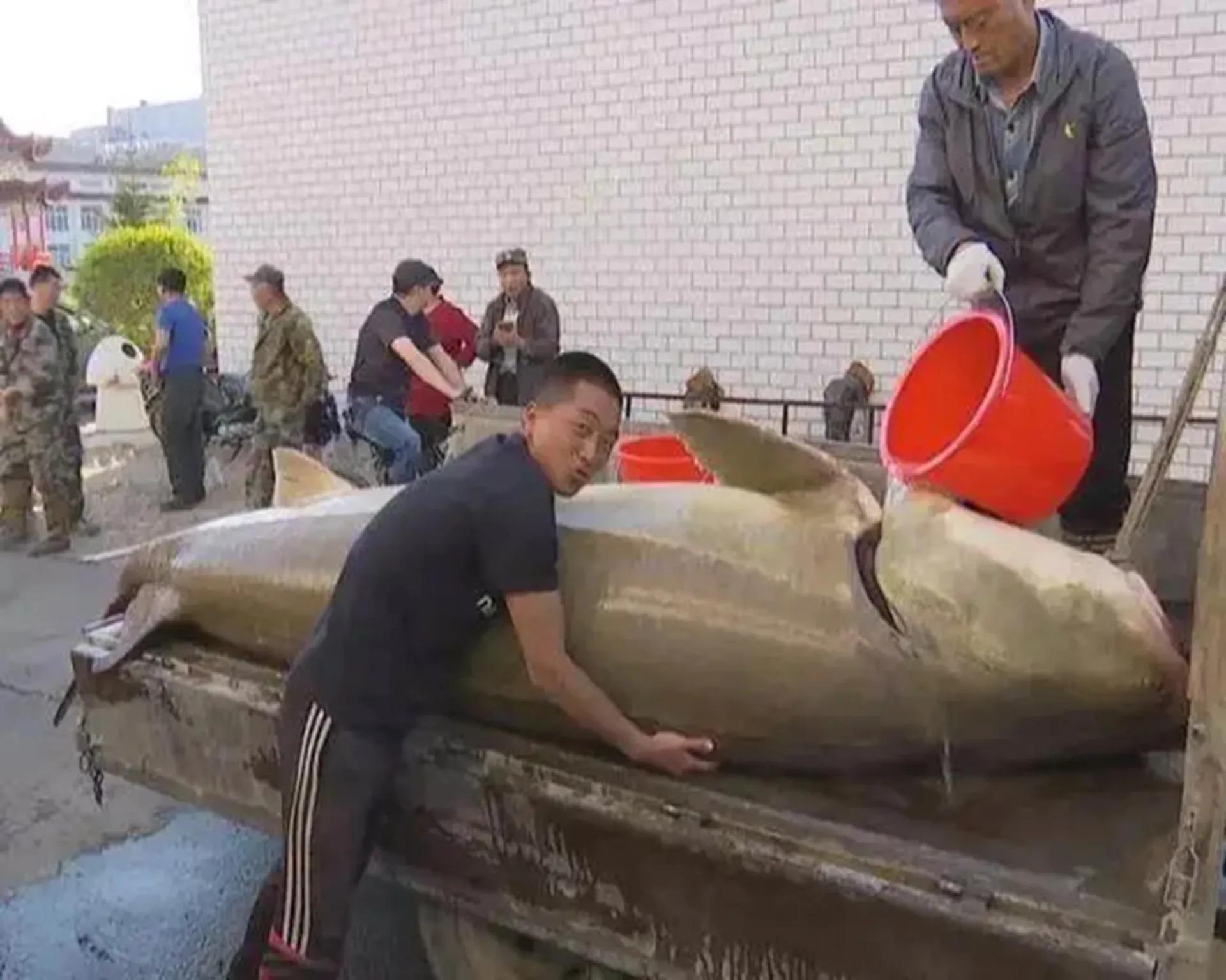 渔民在黑龙江捕到七十斤大鱼,渔民抓到一条百万大鱼