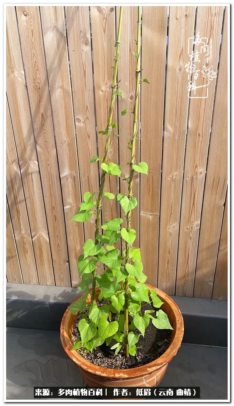 养了8年的多肉,养了七年多肉