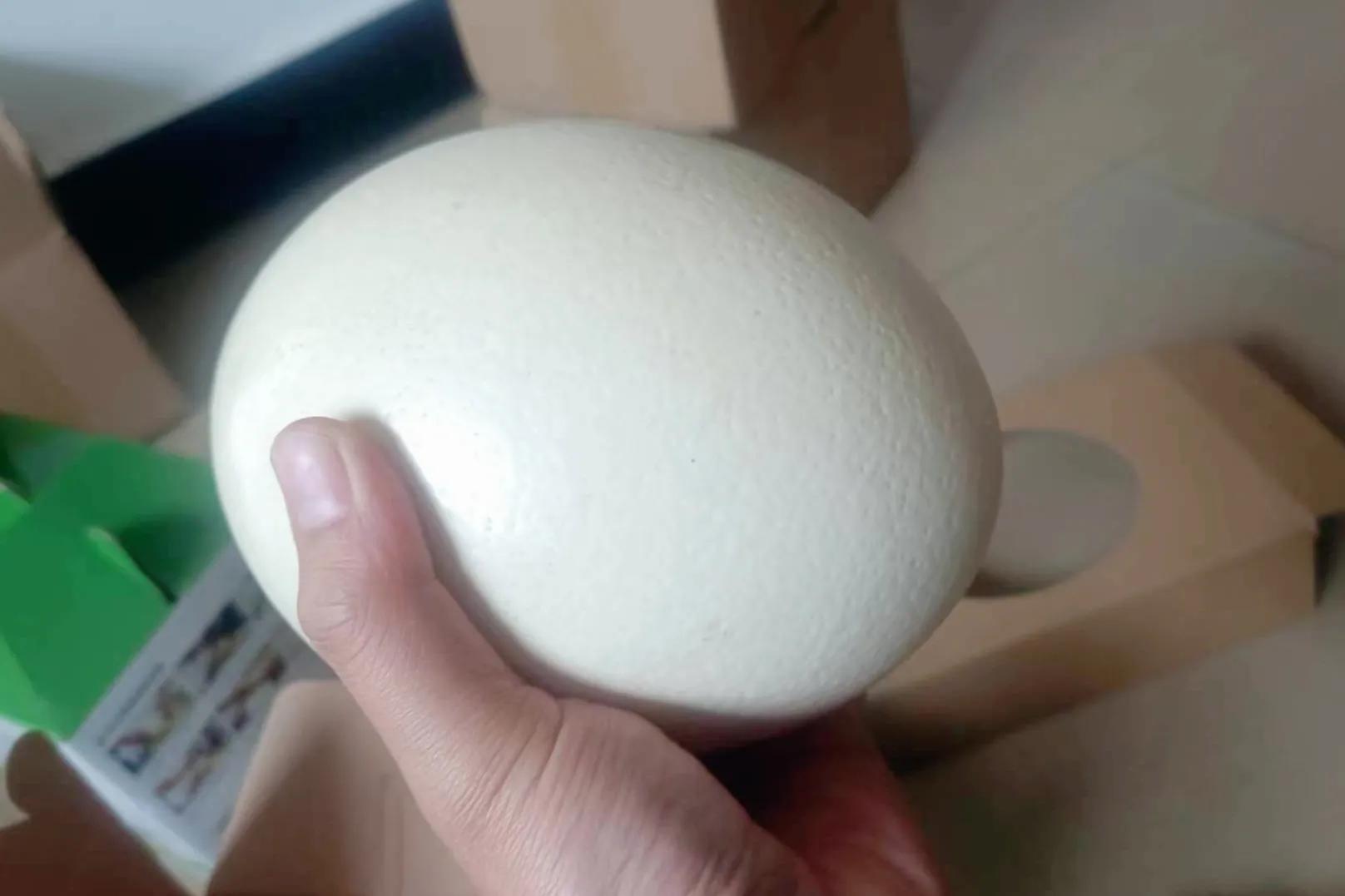 农村大学生返乡养殖鸵鸟,资中80后小伙返乡创业养鸵鸟