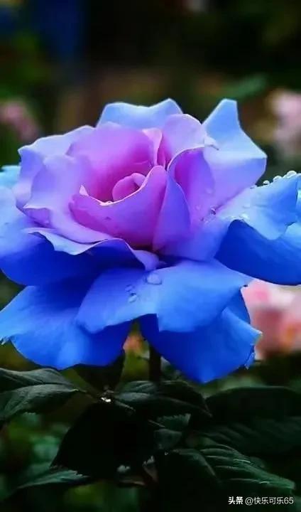 玫瑰花真的有那么多颜色吗,玫瑰花各种各样的颜色