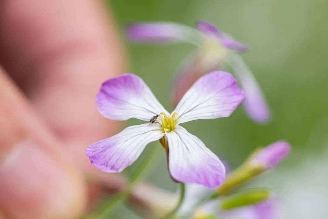 特稿丨2000多万只昆虫的使命