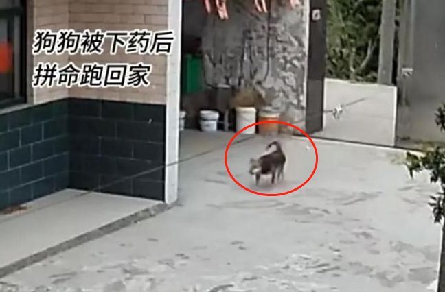 狗狗被下药后拼命跑回家后续,狗被狗贩子偷了事件