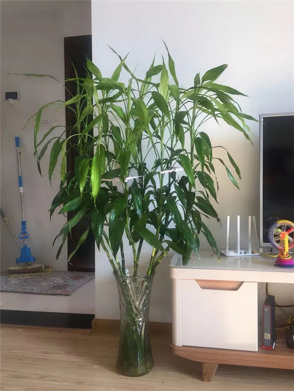 6种“健康花”，卧室一放，废气吸光，不失眠，睡觉香