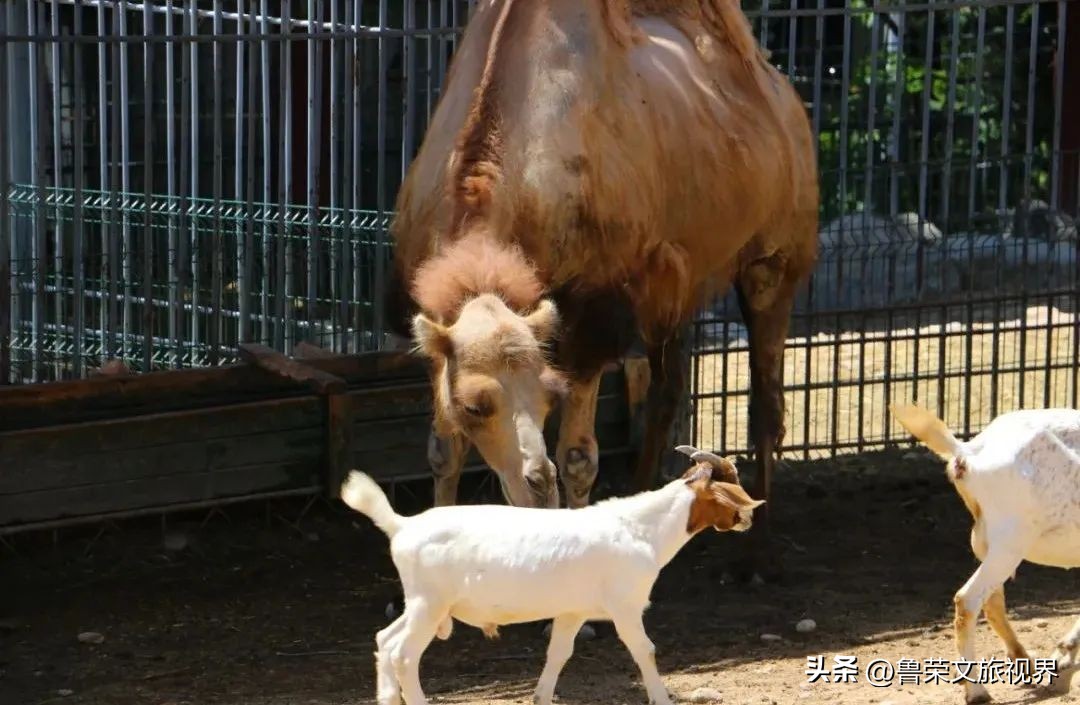 西安坐地铁旅游全攻略,西安半日游地铁