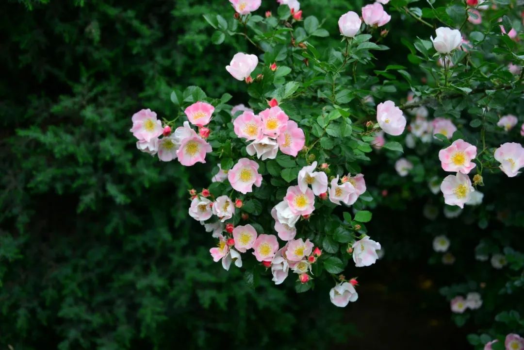 30首经典春归诗词邂逅最美的春天,十首最美春日诗词邂逅最美春愁