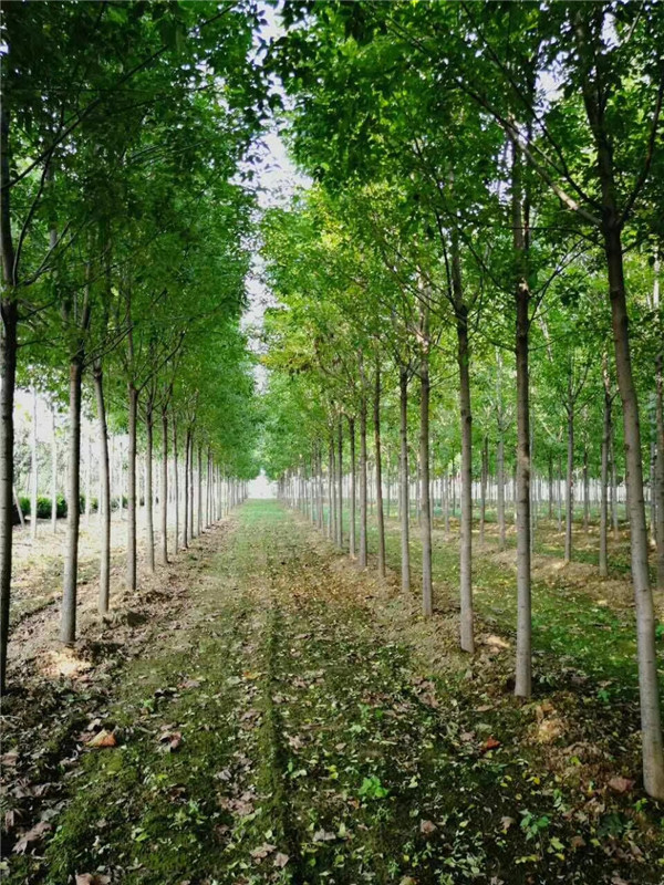 速生白蜡树多少钱,速生白蜡苗木多少钱一棵