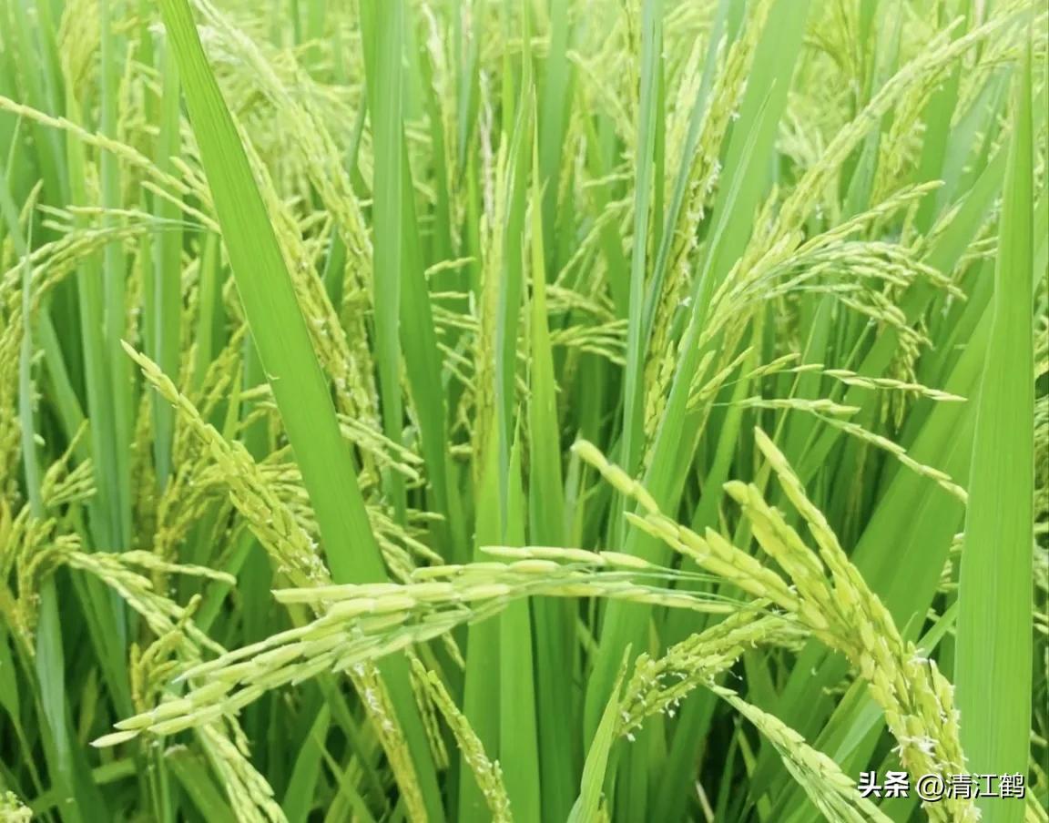 人称“蜂花醇”，有“9大增产用途”，对照使用，可提质增效