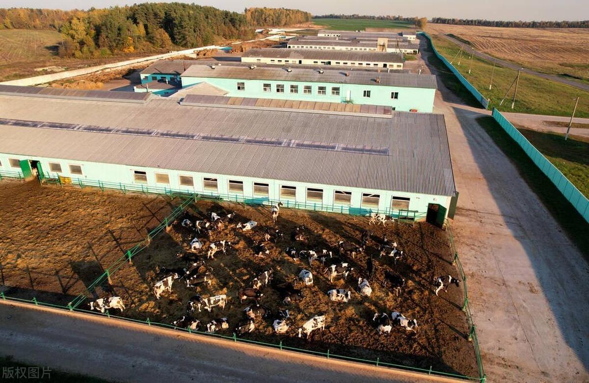 畜牧经营管理如何打造国际竞争力,如何提升畜牧产业竞争力