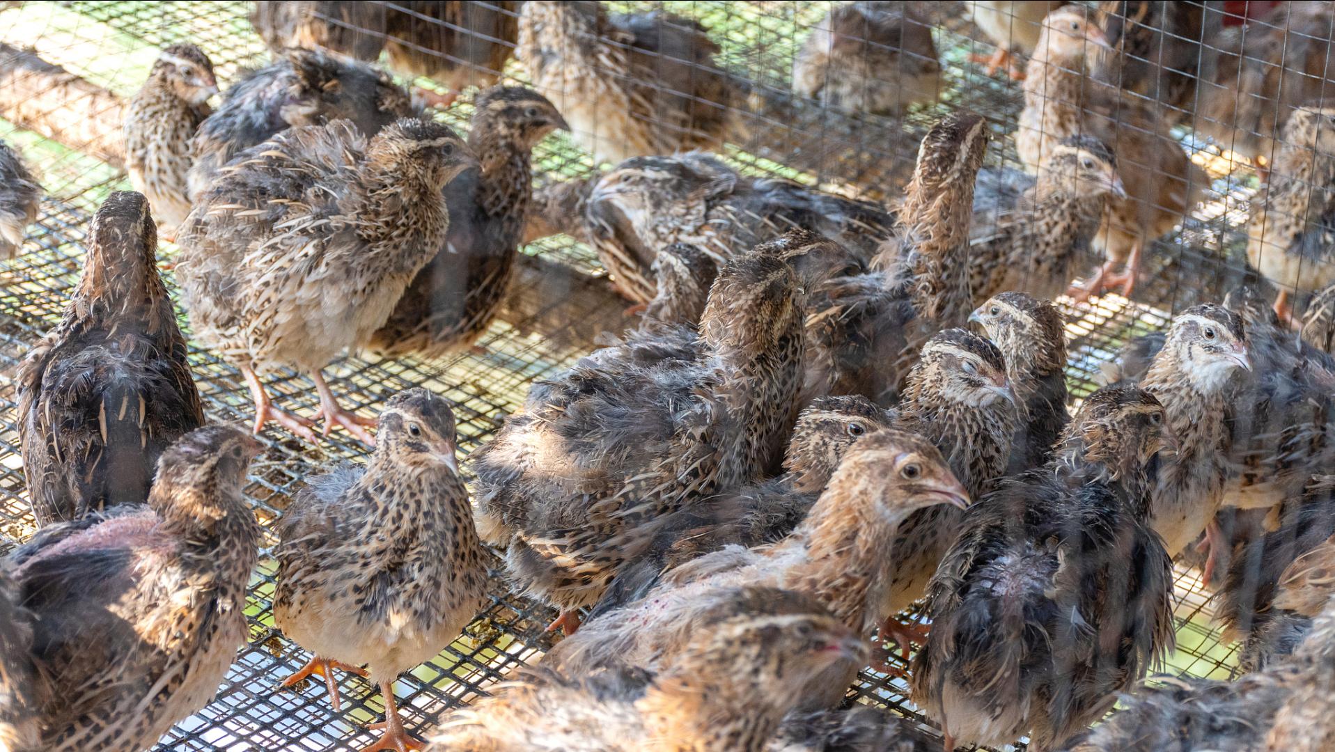 鹌鹑的饲养管理与疾病防治方案,鹌鹑养殖场怎么消毒视频