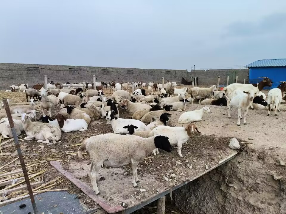 农村创业养殖什么好养成本低赚钱,年轻人怎么创业养殖什么最赚钱