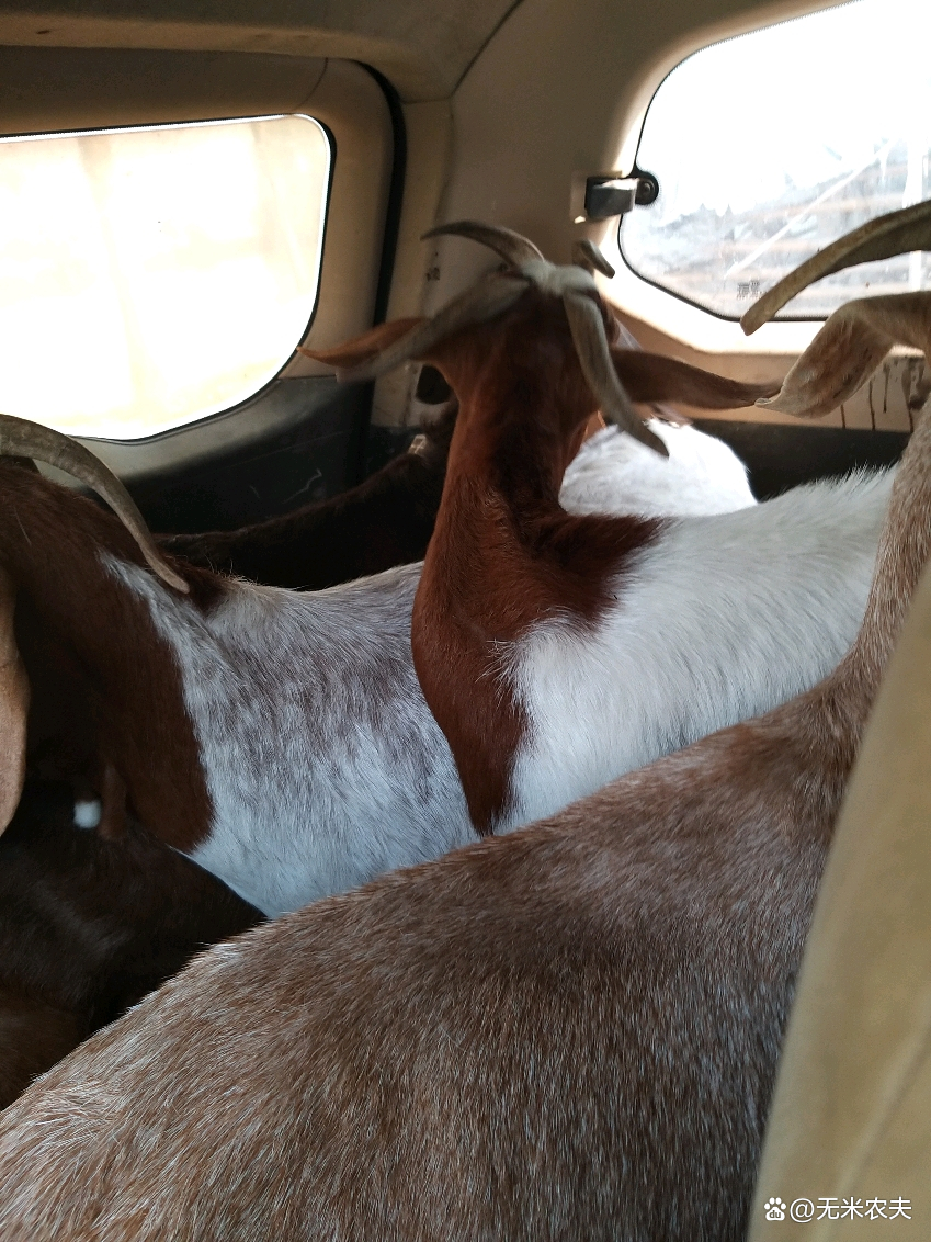 夏季中暑症状及措施,夏季羊中暑后有哪些治疗方法