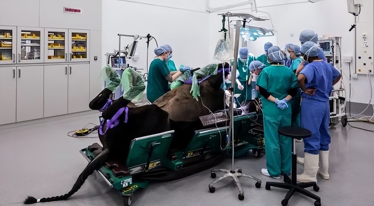 确定全麻手术后马匹心律失常的患病率和性质，评估心律失常的风险