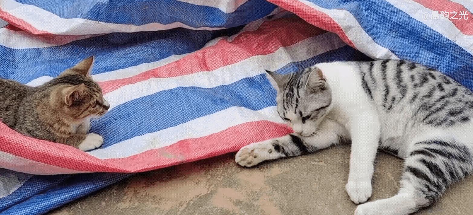 几百块钱买的猫靠谱吗,几百块的猫是真的吗