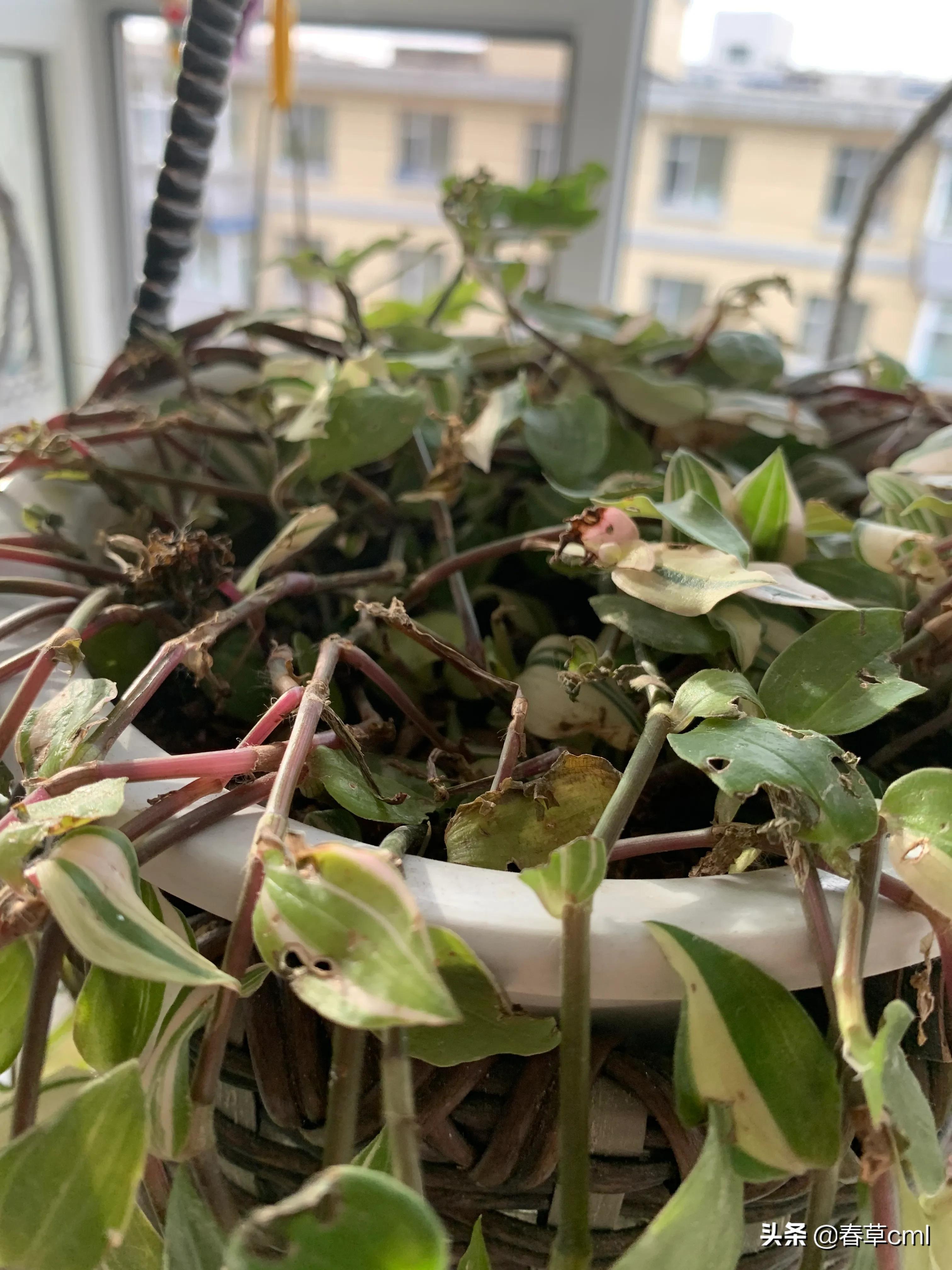 家里的花都被猫弄了怎么办,家里的花被别人摘了怎么办