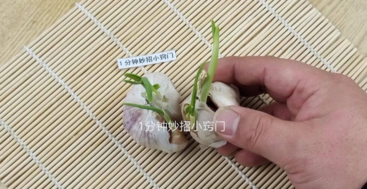 警惕大蒜,增强免疫力紫皮蒜和白皮蒜哪个好