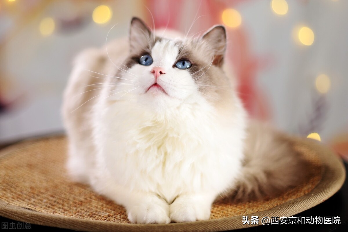 猫咪刚绝育完应该注意什么,猫咪做完绝育手术后呕吐注意事项