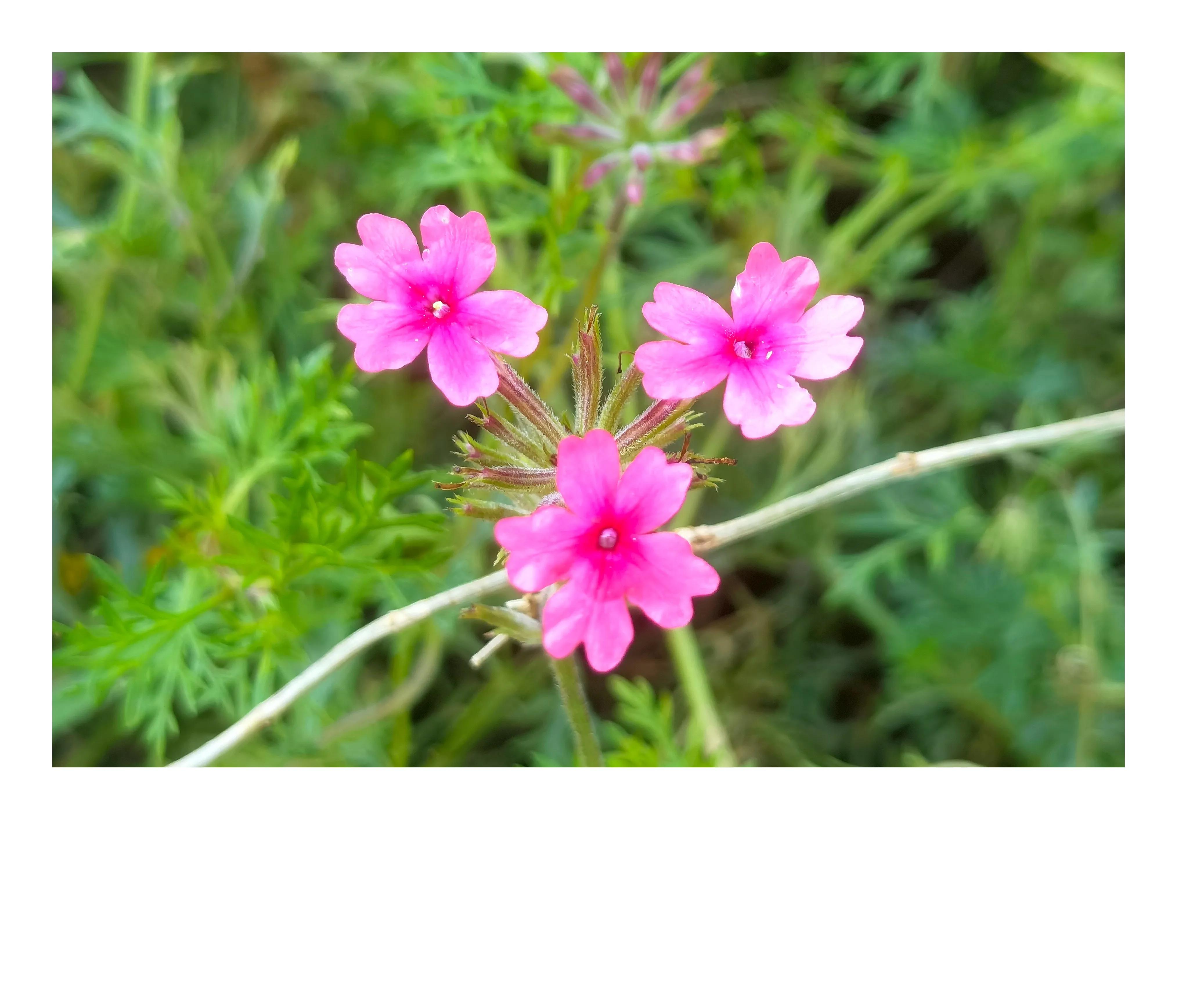 奥森公园里秋意图片,奥森公园的秋花也很漂亮