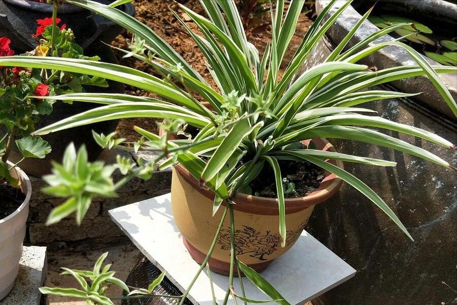 室内空气净化绿色植物,室内净化空气又香最佳植物