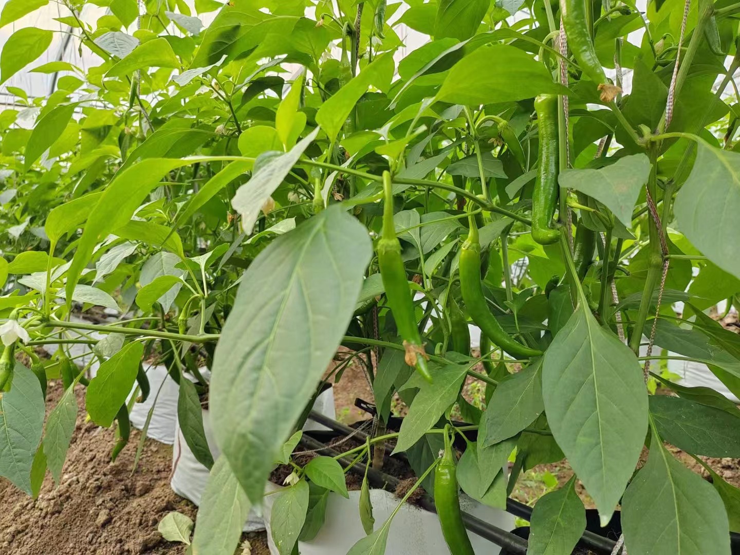 辣椒根系生根最快最好的方法,辣椒育苗如何壮根