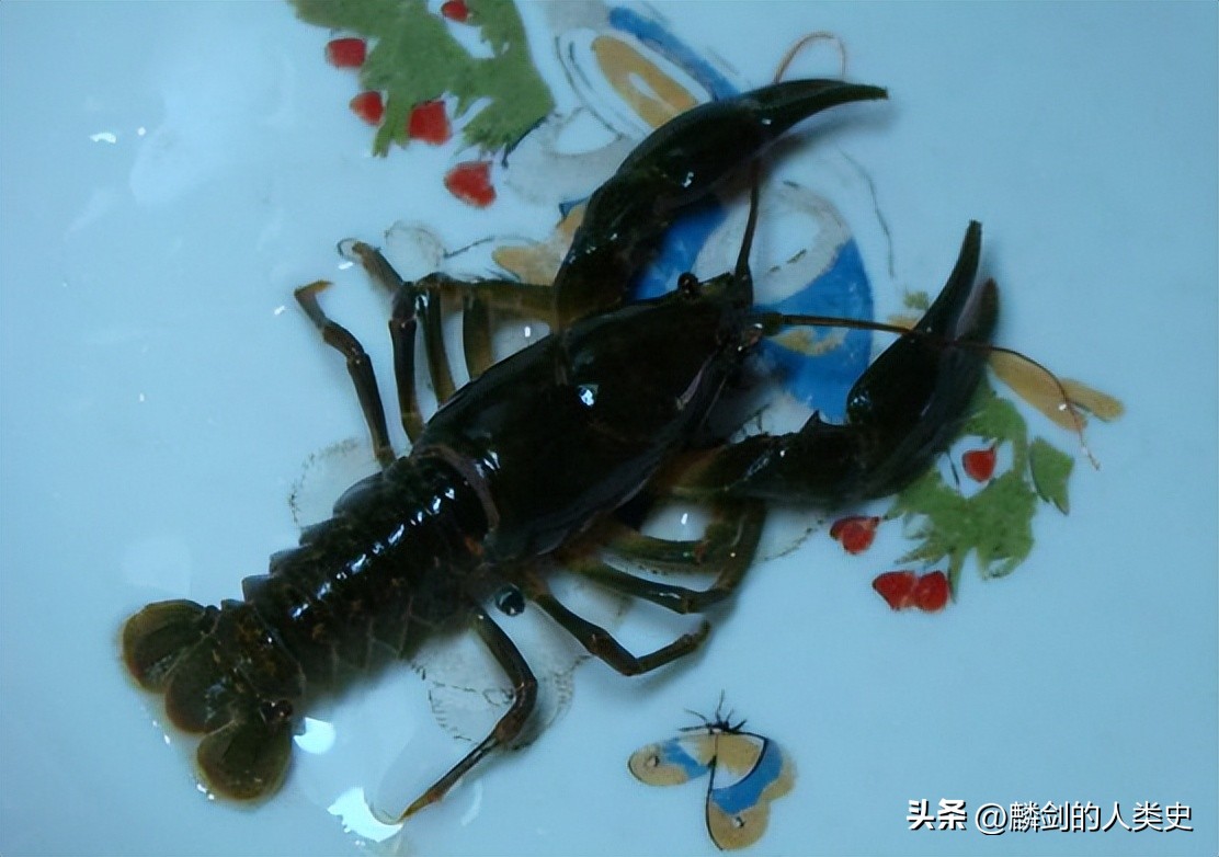 东北黑螯虾又名蝲蛄,所有种类的螯虾