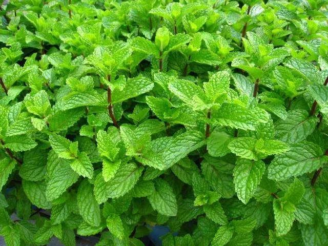 什么花夏天喝去火降湿,夏季小朋友喝什么清热去火