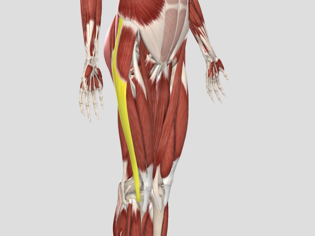刘畊宏毽子操有效果吗,刘畊宏的毽子操锻炼的部位