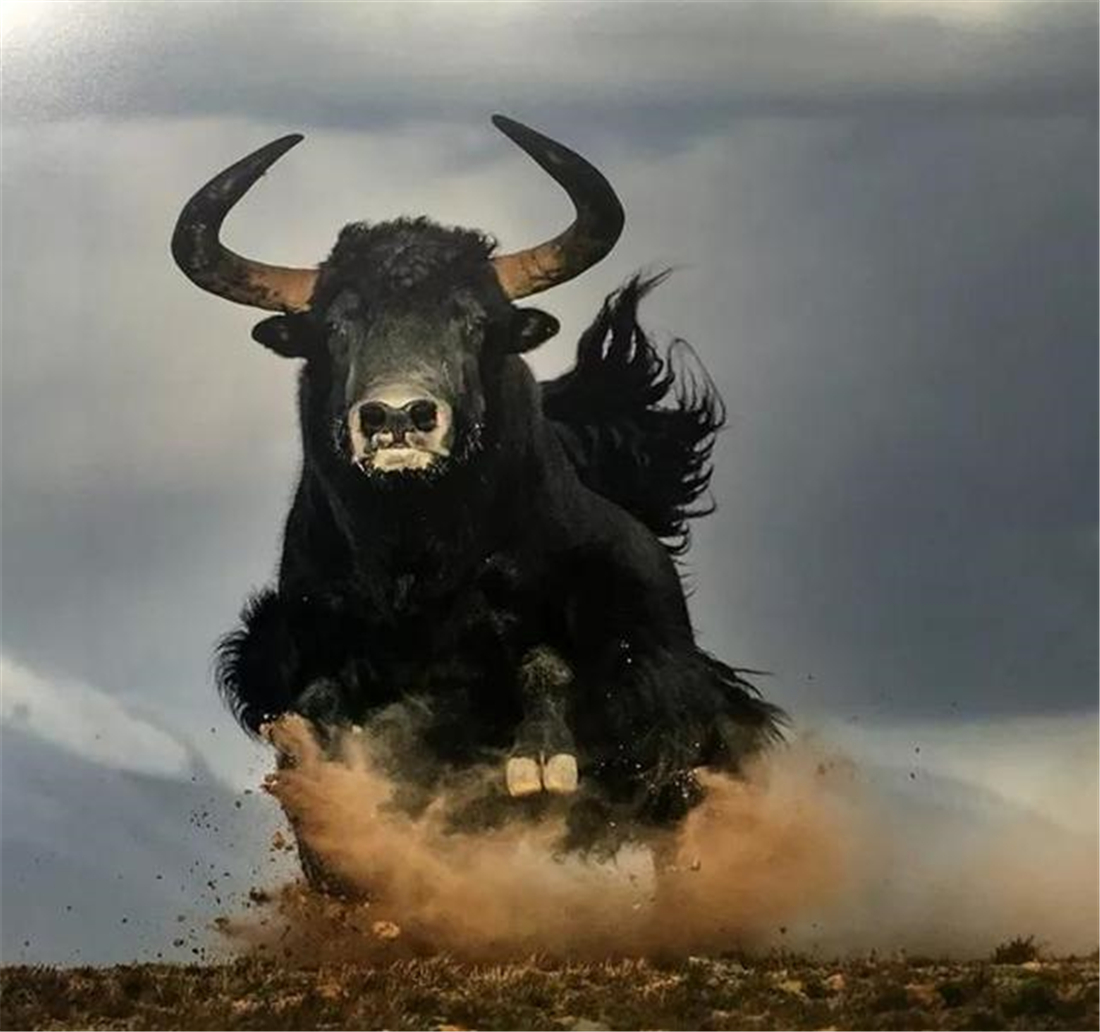 三江源成年雪豹被五只狼围攻,三江源现罕见藏棕熊捕食