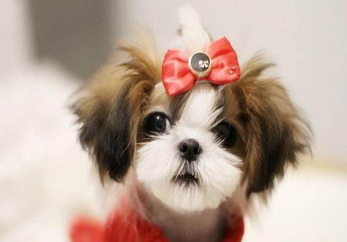 母狗尿尿带血是怎么回事,养宠小知识狗撒尿有血怎么治疗