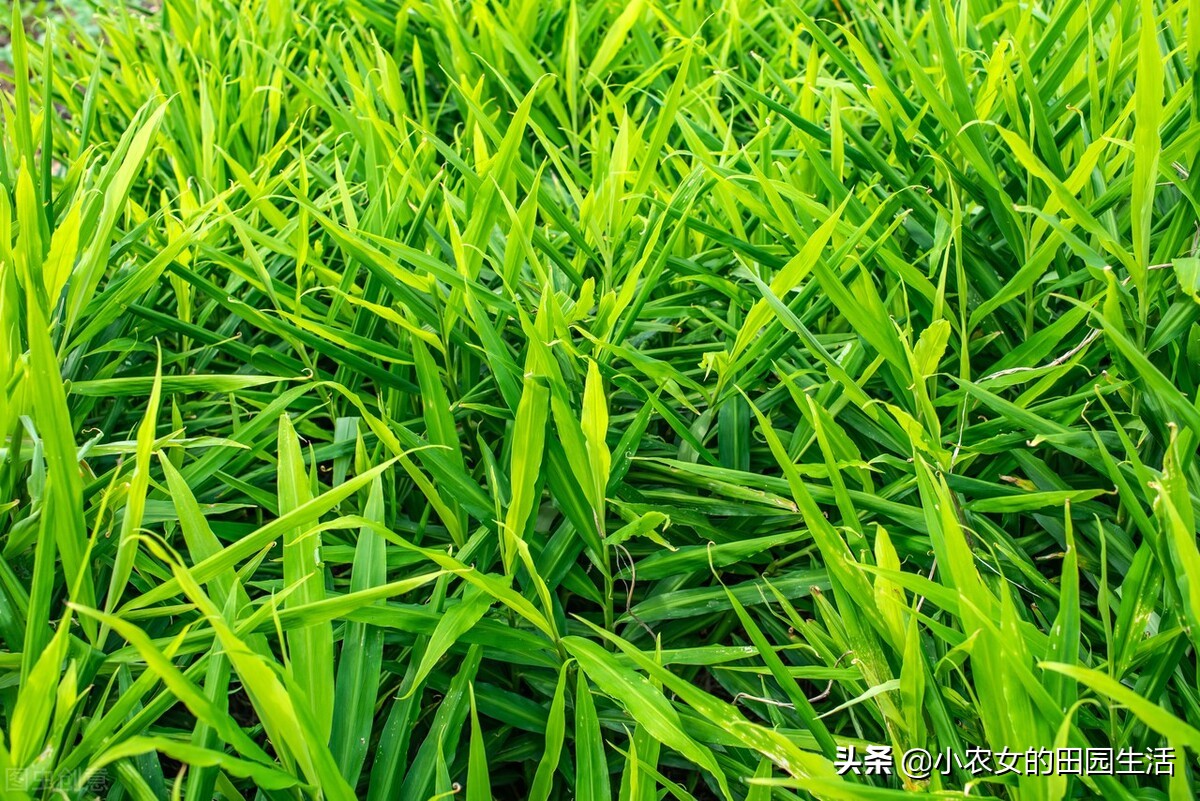 种生姜最高产量每亩有多少斤,什么样的土质适合种植生姜产量高