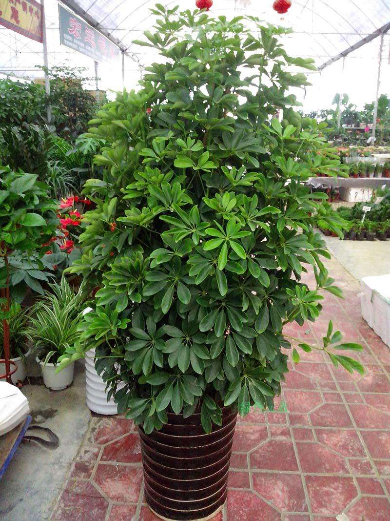 适合在家里养的净化空气的花,家里养什么花能净化空气