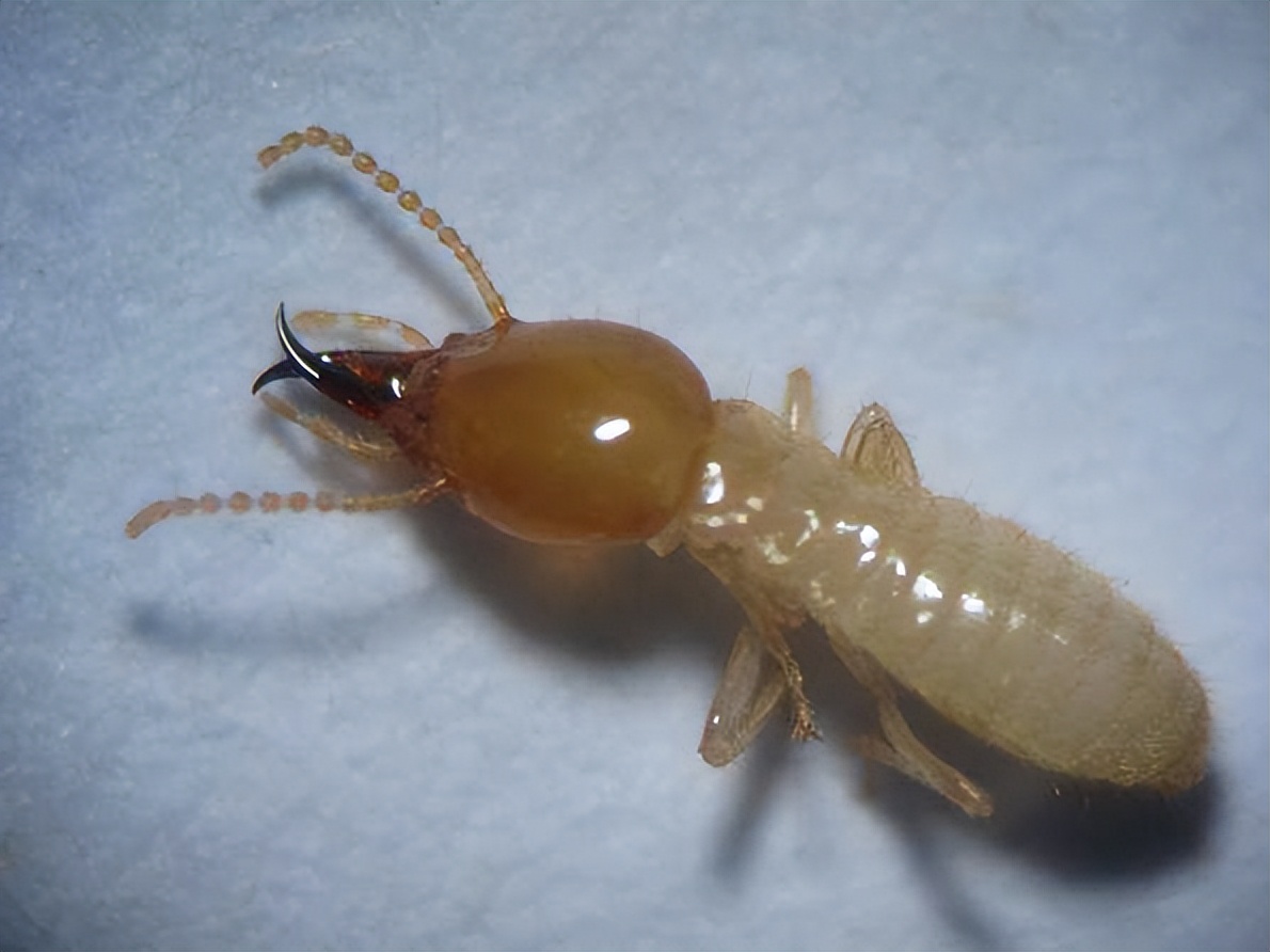 白蚁分飞季如何有效防治白蚁,家里出现了白蚁如何彻底消灭白蚁