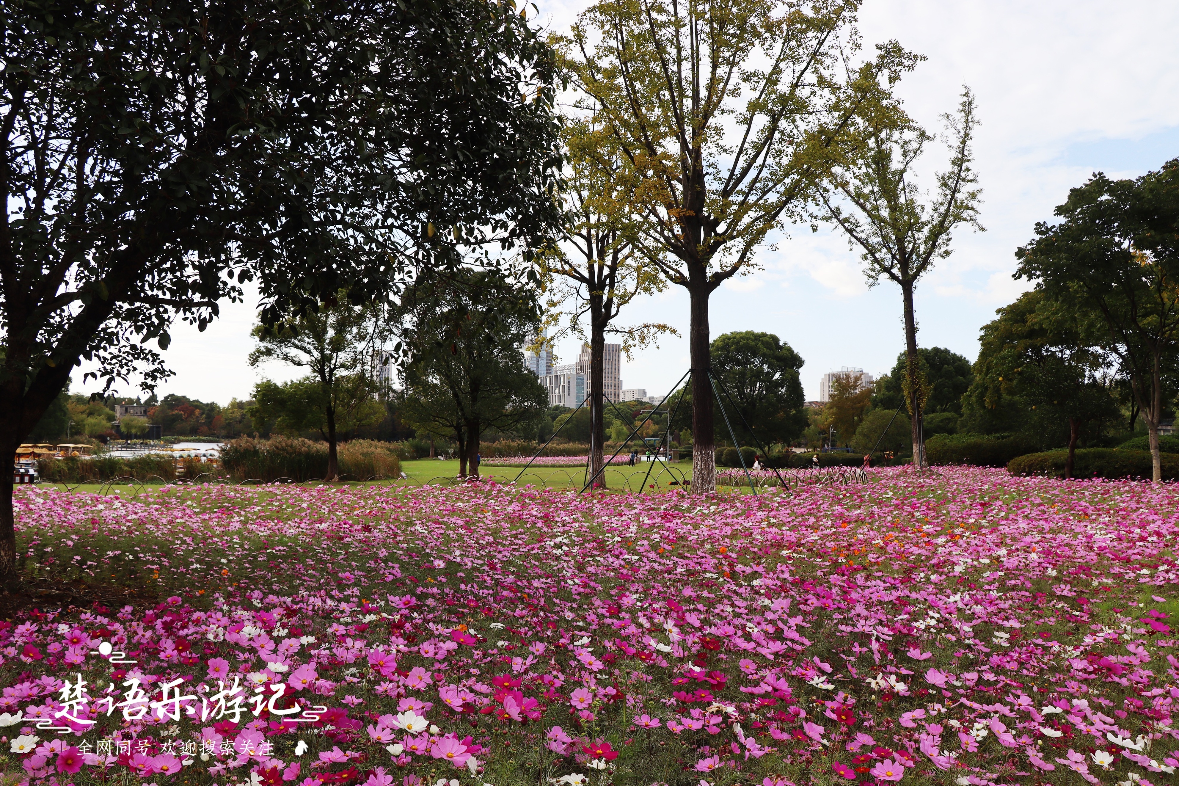 宁波最浪漫的粉黛花海,宁波油菜花海景区