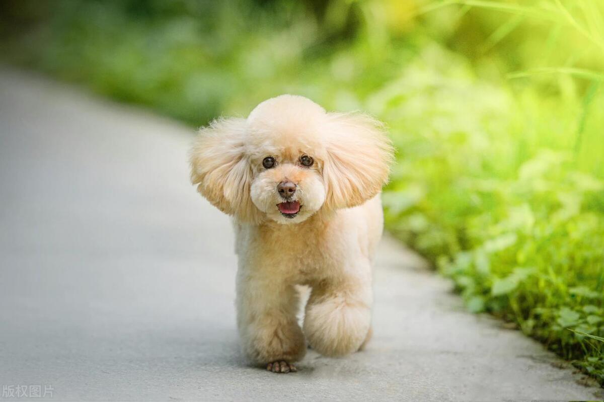 假如你家里有狗,假如你家里有一只猫