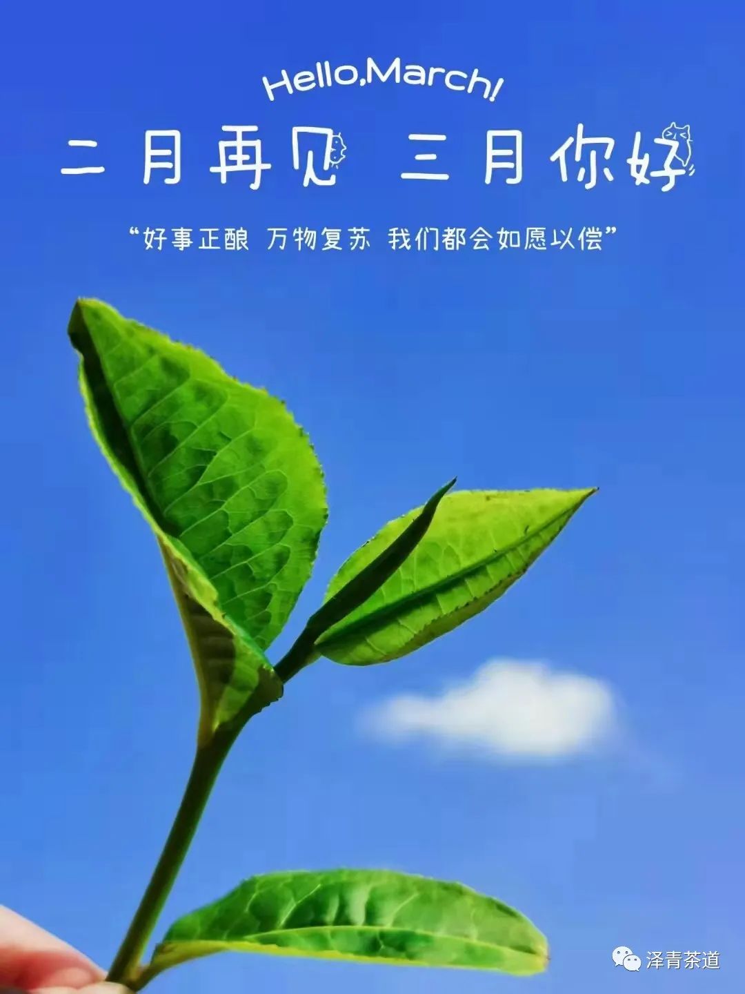 保塘古树茶好喝吗,芒景古树茶好喝吗