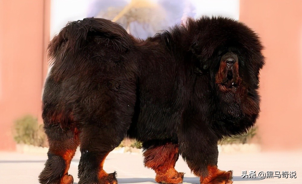 濒临灭绝藏獒,藏獒濒临灭绝