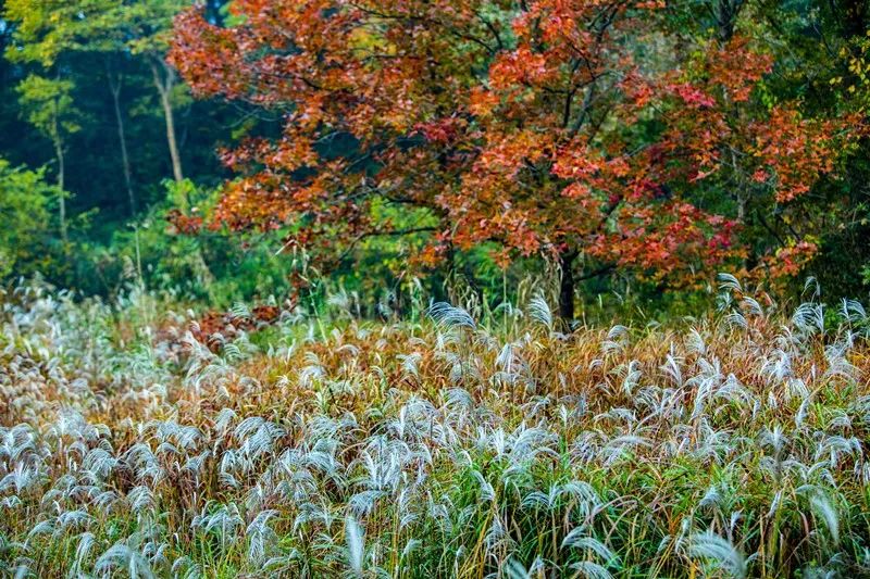 南京景色视频,南京景色作文