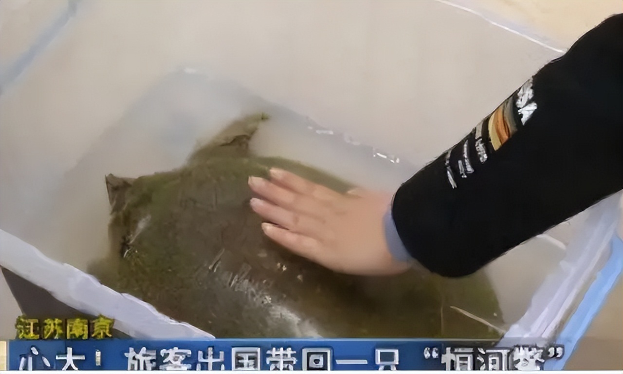 恒河鳖为啥无人敢吃,中国的恒河鳖