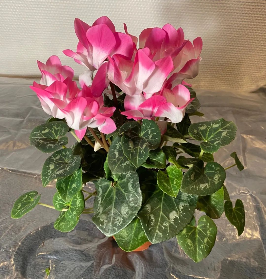 养仙客来花的教程,养仙客来需要的温度