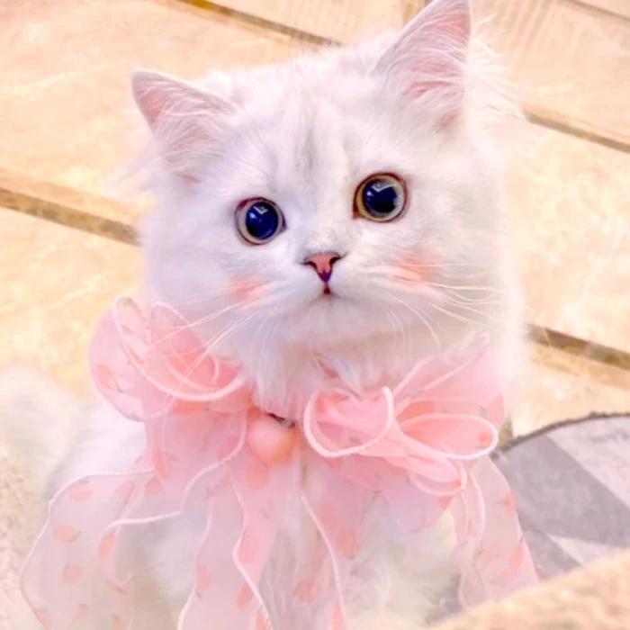 猫咪取名有多离谱,猫咪取名招来好运气