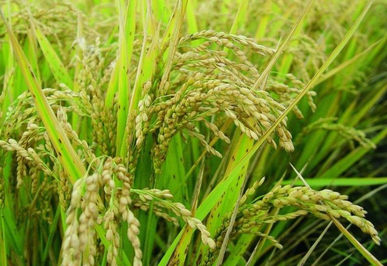 亚洲最穷的和最富的5个国家，都有谁？我国和印度又排在第几名