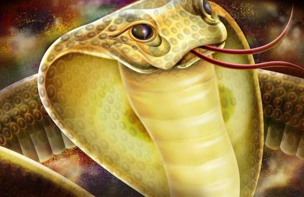 海南巨蟒为报恩甘愿当保姆,两名男子救下巨蟒