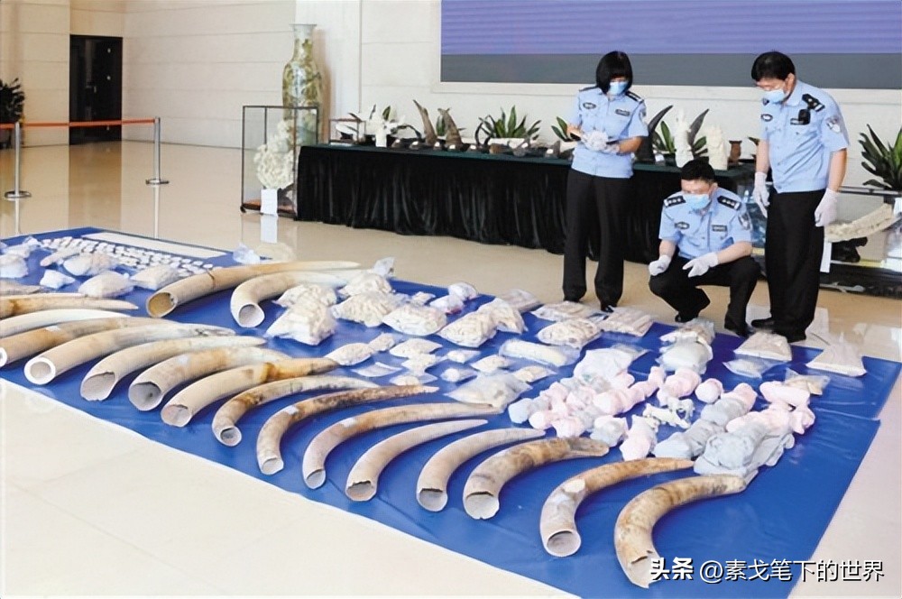 收入水平影响犀牛角消费偏好：野生与半野生犀牛角更受青睐