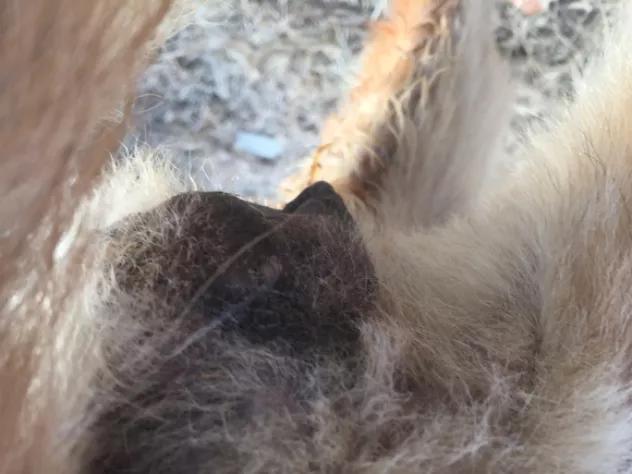 狗狗肿瘤好治吗,狗狗肿瘤挺大又不能手术怎么办