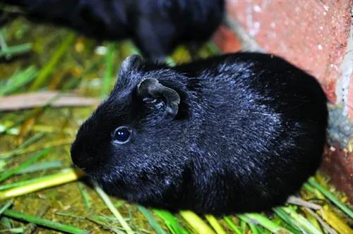 黑豚鼠养殖前景怎么样,豚鼠养殖最好养的品种