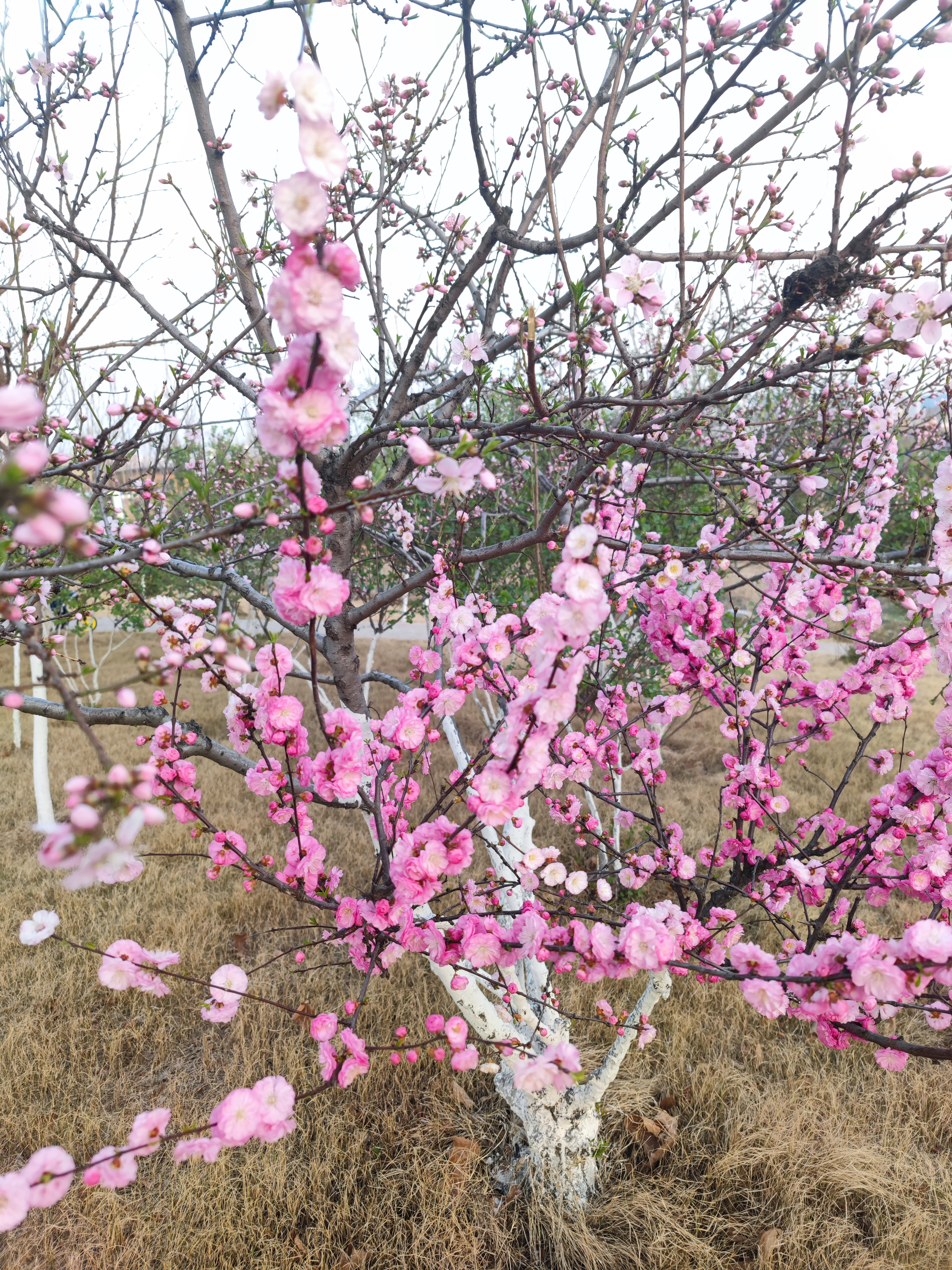 邯郸疫情旅游攻略,疫情当前少去人多的地方