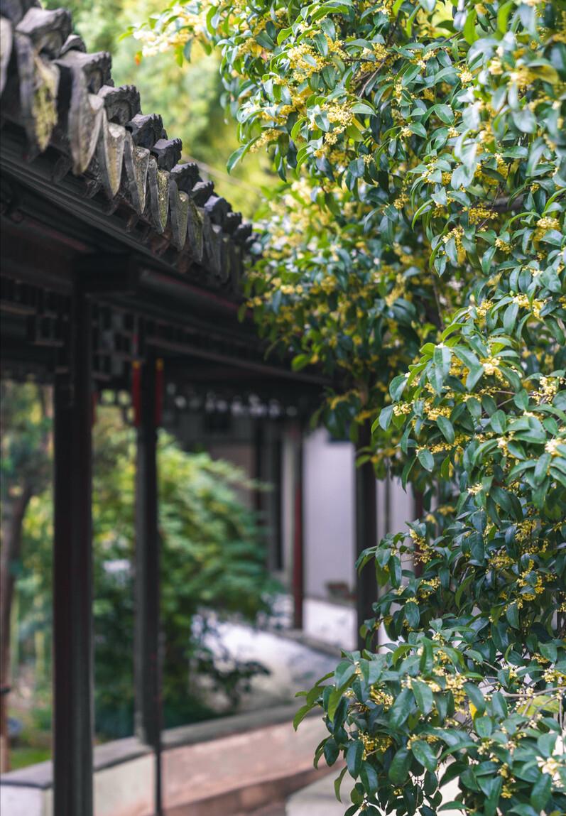 庭院四季常青不怕晒又耐寒的花树,适合在庭院里种植的花树有哪些