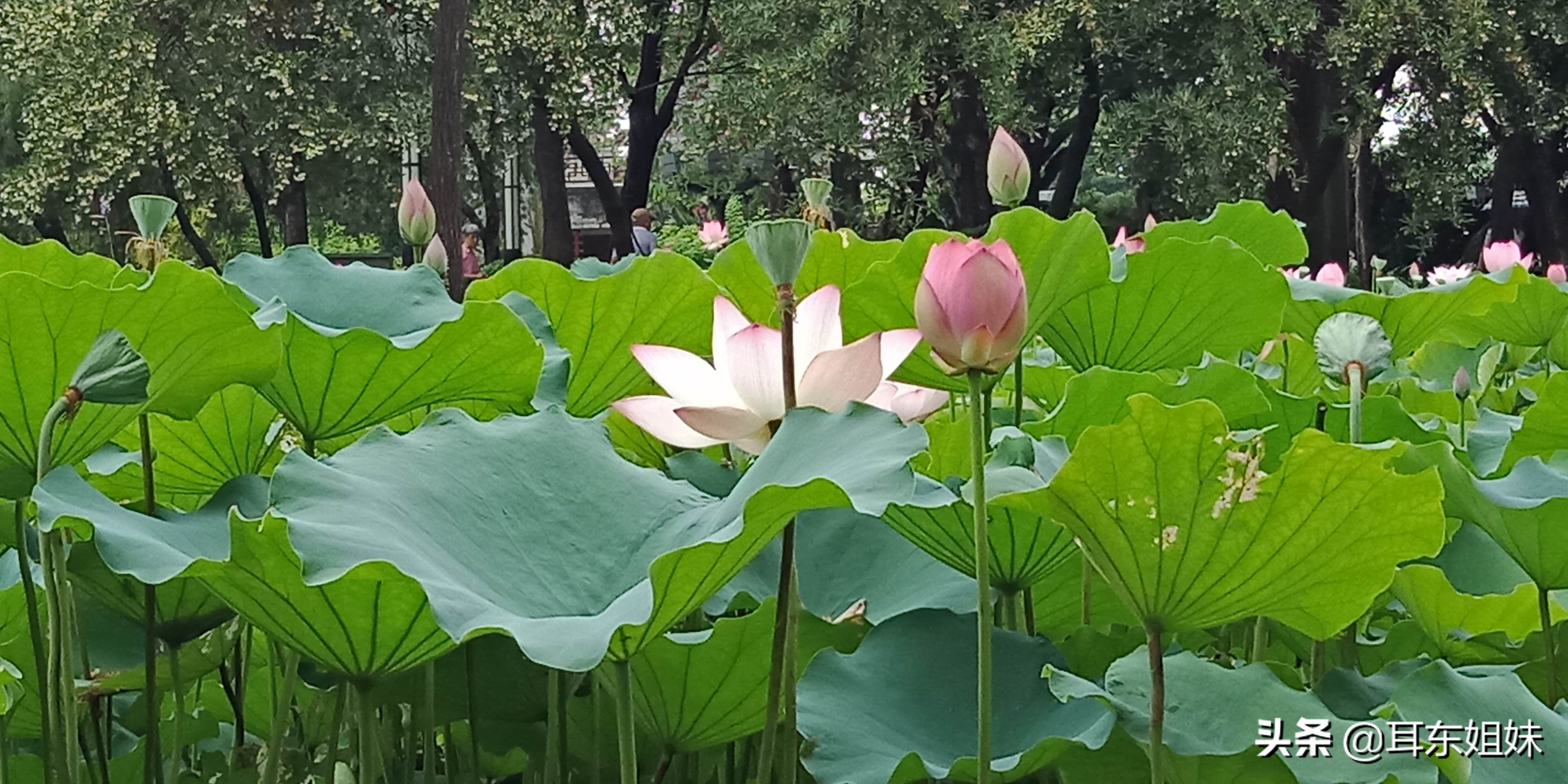 佛山公园里的荷花已悄然绽放,佛山人去旅游