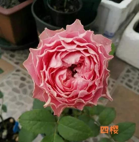 常见切花月季一览（40）（接上期）