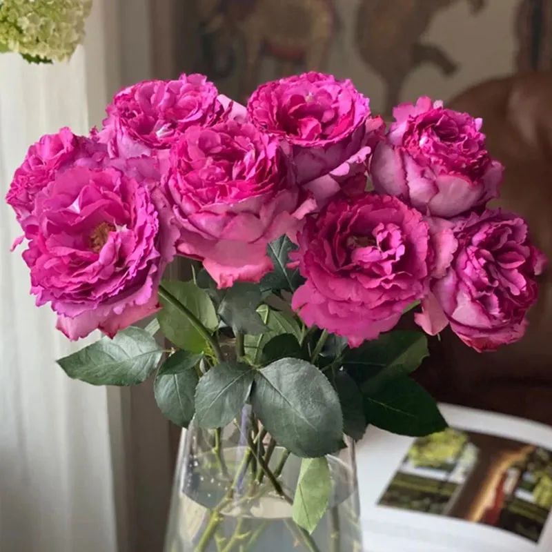 带美人尖的大红色月季,月季耐阴又香的品种